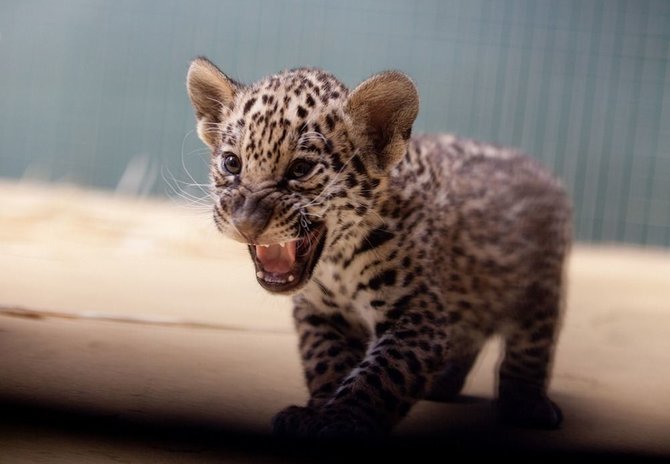 AFP/„Scanpix“ nuotr./Jaguaro jauniklis