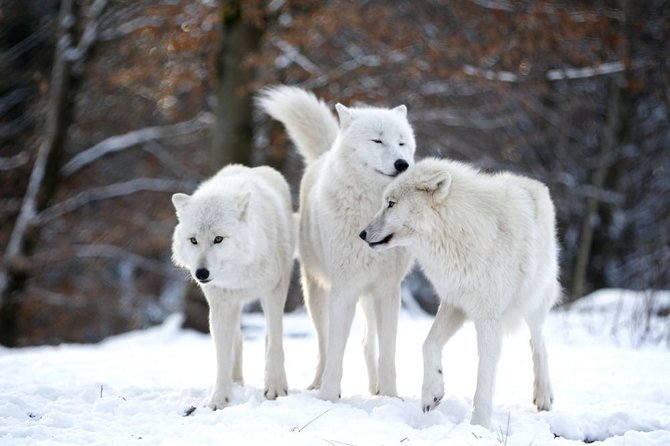 „Reuters“/„Scanpix“ nuotr./Arkties vilkai 