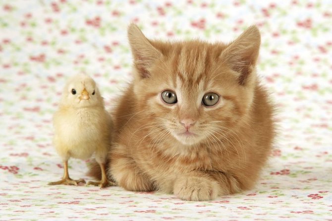 „Scanpix“/„Caters News“ nuotr./Viščiukas ir kačiukas