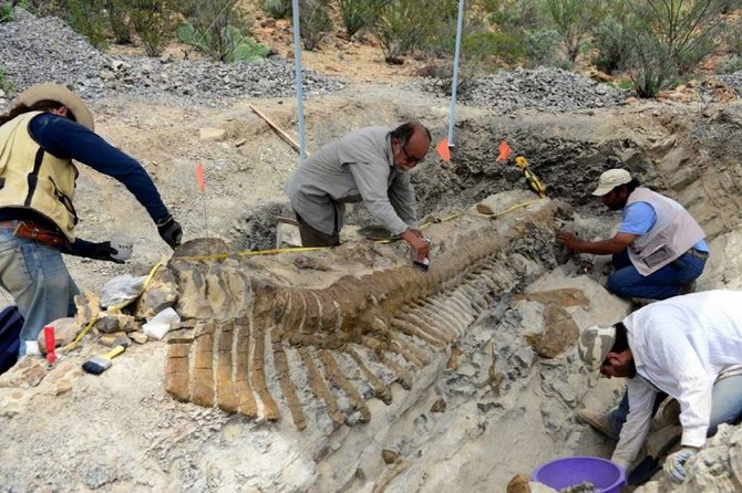 „Reuters“/„Scanpix“ nuotr./Dinozauro uodegos fosilijos 