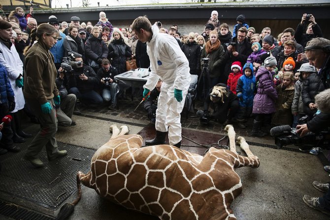 „Reuters“/„Scanpix“ nuotr./Kopenhagos zoologijos sode nušauta žirafa