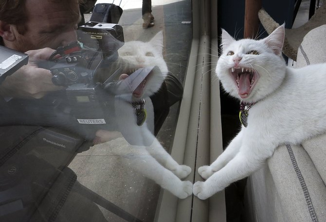 „Reuters“/„Scanpix“ nuotr./Kačių kavinė Niujorke