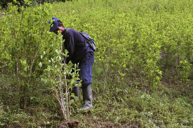 „Reuters“/„Scanpix“ nuotr./Kolumbijoje naikinama kokainmedžio plantacija