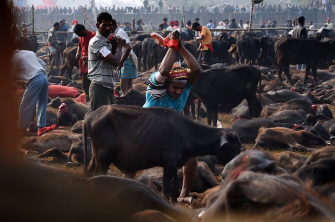 AFP/„Scanpix“ nuotr./Gyvūnų skerdimo festivalis Nepale