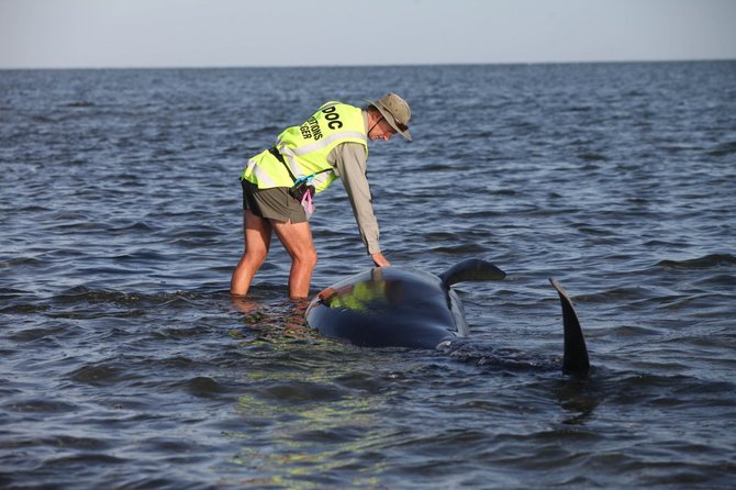 „Scanpix“/AP nuotr./Naujojoje Zelandijoje ant seklumos užplaukė bangininiai delfinai 