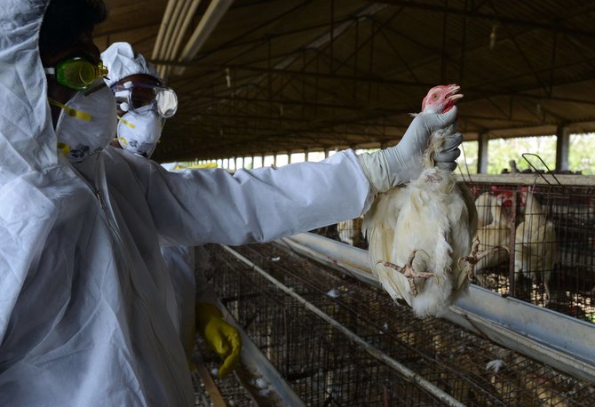 AFP/„Scanpix“ nuotr./Indijos vištų fermoje aptiktas paukščių gripo virusas.