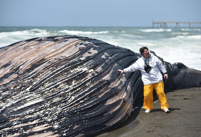 AFP/„Scanpix“ nuotr./Į krantą išmestas kuprotasis banginis