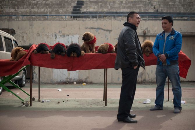 AFP/„Scanpix“ nuotr./Parduodami Tibeto mastifai, 2013 m.