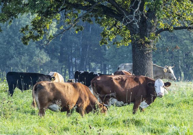 Selemono Paltanavičiaus nuotr./Pievos žalios lyg vasarą