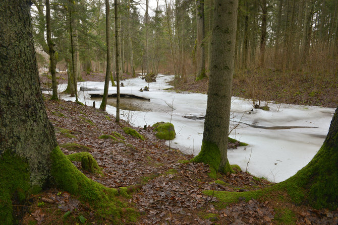 Selemono Paltanavičiaus nuotr./Saidės upelis neišlydi žiemos.