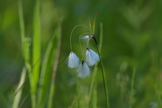 Selemono Paltanavičiaus nuotr./Pieva vasarą