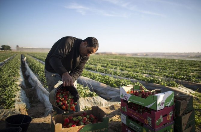 AFP/„Scanpix“ nuotr./Ūkininkai skina braškių derlių