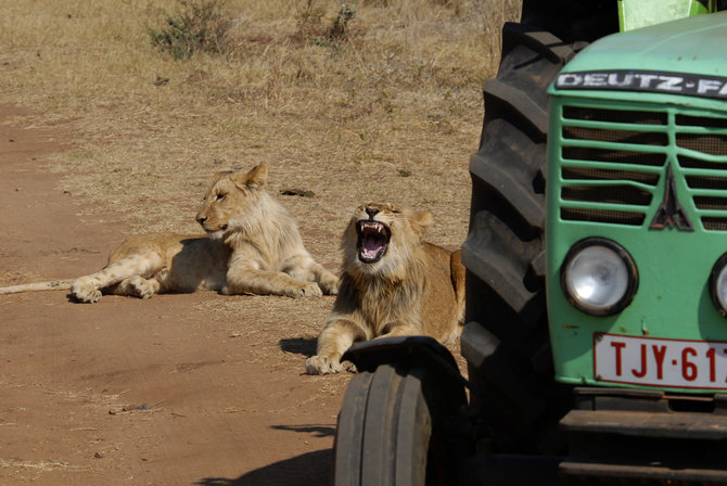 Asmeninio archyvo nuotr./Liūtai prie Manon Ossevoort traktoriaus Zimbabvėje