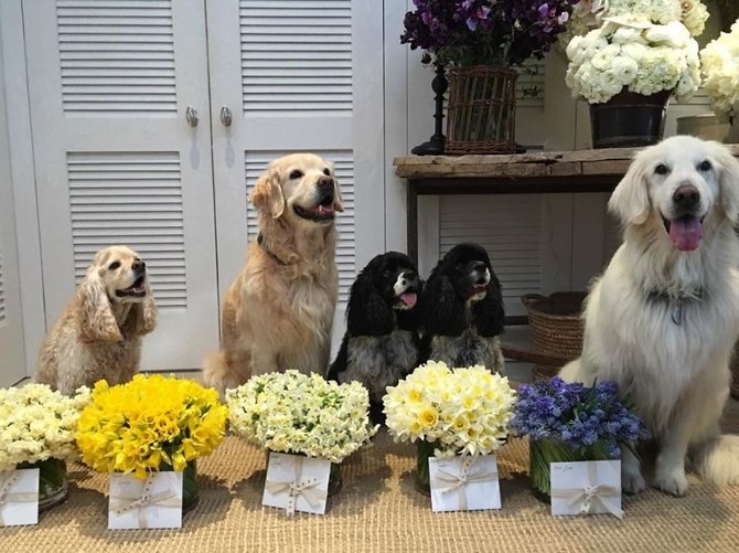 „Instagram“ nuotr./Visi penki Oprah Winfrey šunys
