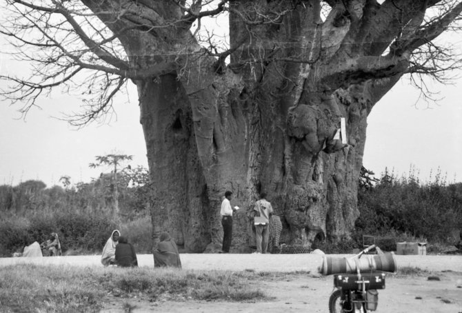 Asmeninio archyvo nuotr./Kazys Almenas prie baobabo