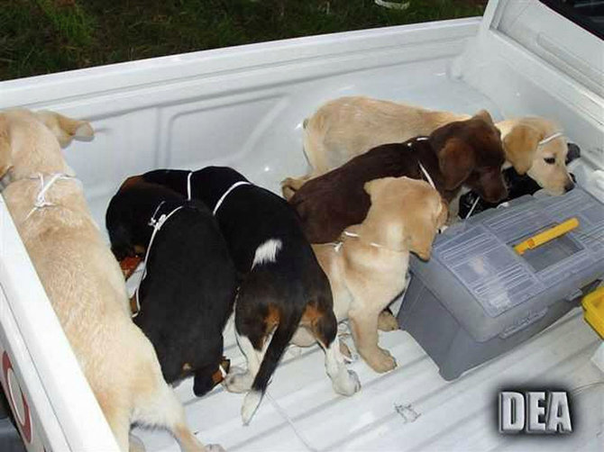 AFP/„Scanpix“ nuotr./Šuniukai, kurių kūnuose slėpti narkotikai
