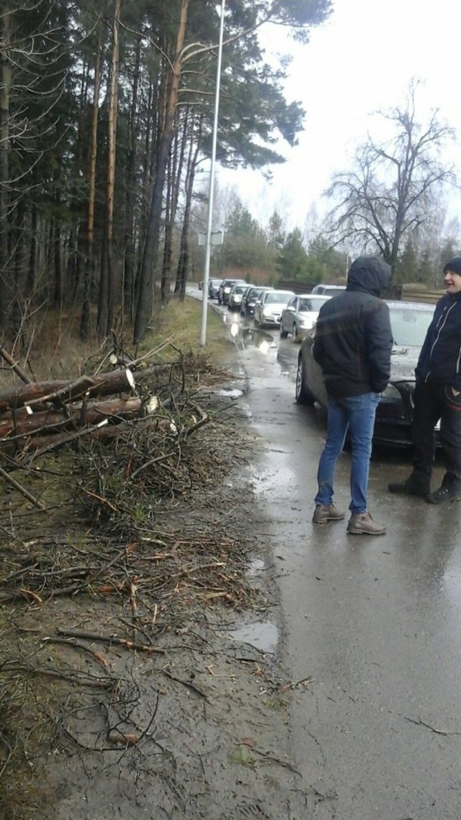 „Grindos“ nuotr./„Grinda“ šalina nuvirtusius medžius Vilniaus Gurių gatvėje