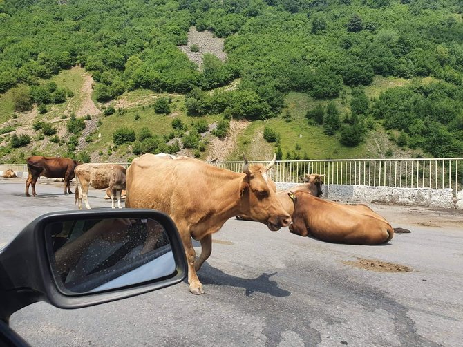 Irinos Celencevičienės nuotr./Karvės Sakartvele dažnai užtveria kelią