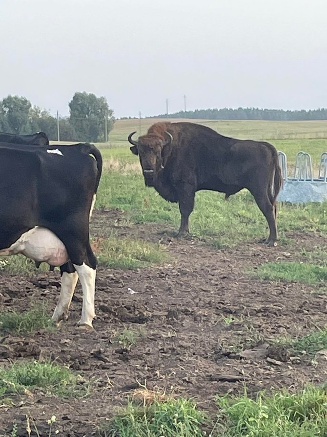 Valdo Kaminsko nuotr./Į Karužų kaimą Varėnos rajone atklydo laukinis stumbras