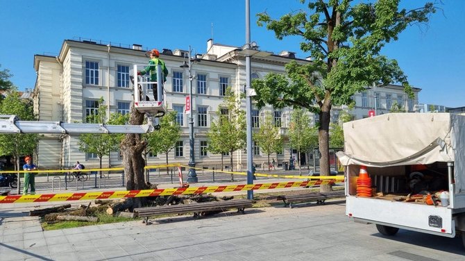 15min skaitytojos Ievos nuotr./Vilniaus Lukiškių aikštėje pašalintos nudžiūvusios liepos