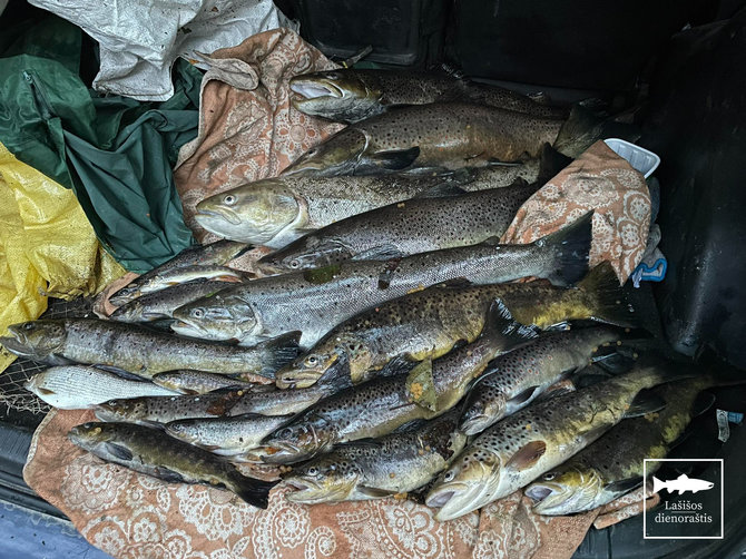 Asociacijos „Lašišos dienoraštis“ nuotr./Brakonierių sugautos žuvys