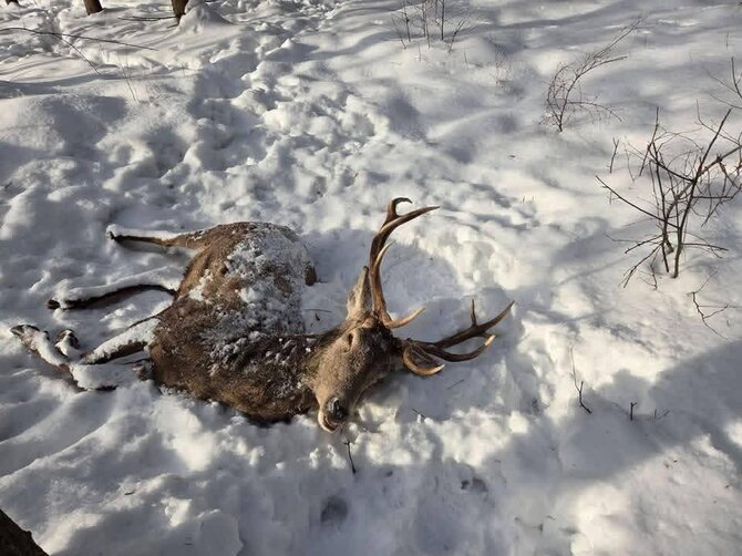 Lietuvos medžiotojų ir žvejų draugijos nuotr./Miškuose gaišta taurieji elniai
