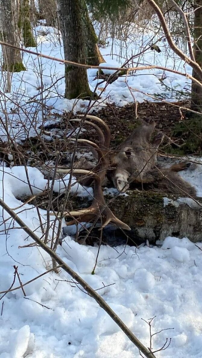 Lietuvos medžiotojų ir žvejų draugijos nuotr./Miškuose gaišta taurieji elniai