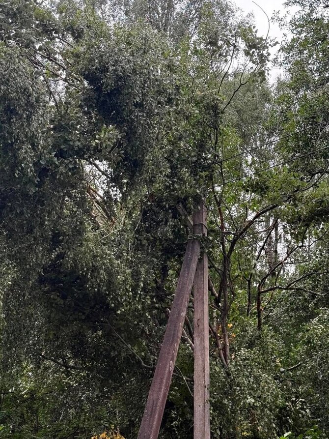 15min skaitytojo nuotr./Vilniaus rajone medis užvirto ant elektros laidų