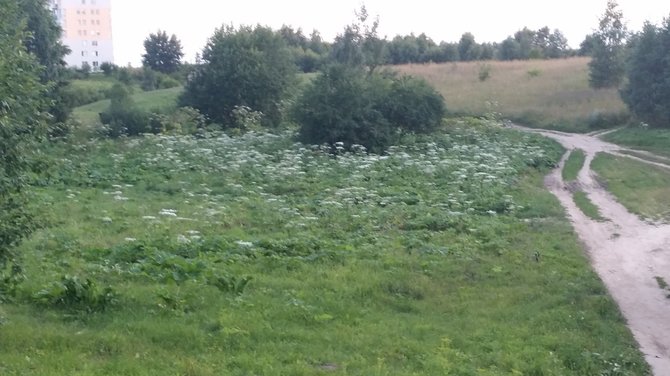 Skaitytojo Mariaus nuotr./Sosnovskio barščiai Vilniuje, netoli daugiabučių namų Perkūnkiemyje