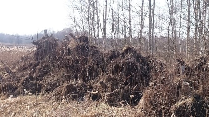 Likimo valiai palikti išrauti kelmai Pagirių seniūnijoje