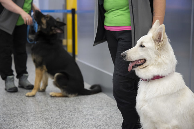 „Reuters“/„Scanpix“ nuotr./Helsinkio oro uoste šunys mokomi užuosti koronavirusą