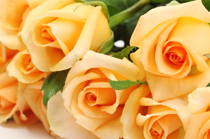 „Shutterstock“ nuotr./Oranžinės rožės