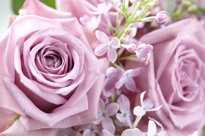 „Shutterstock“ nuotr./Alyvinės rožės
