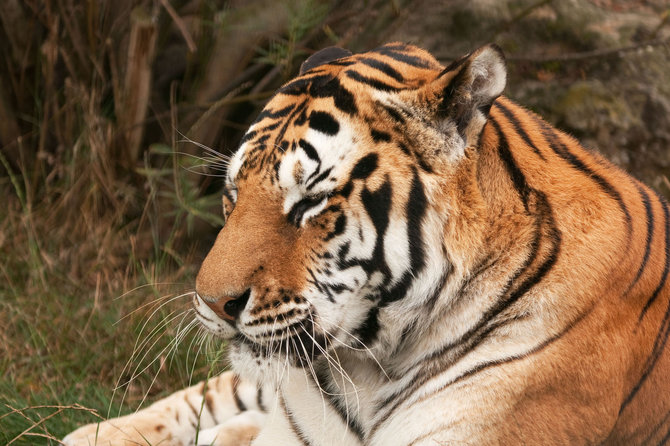 „Shutterstock“ nuotr./Tigras