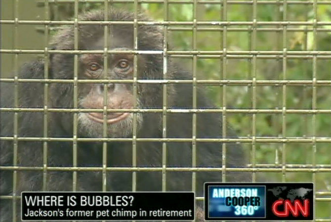 Vida Press nuotr./Michaelo Jacksono šimpanzė Bubbles