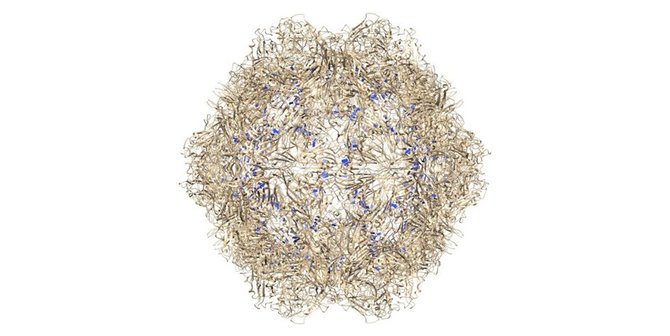 Parvoviruso B19 kapsidės struktūra: diametras 22-24 nm, ji sudaryta iš 60 baltymų (57 VP2 ir 3 VP1)