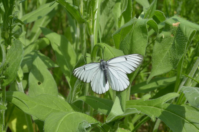 S.Paltanavičiaus nuotr./Juodasis apolonas