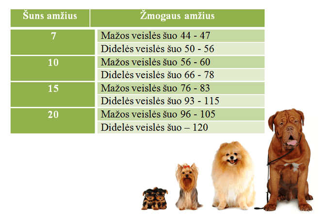 Šunų amžiaus lentelė