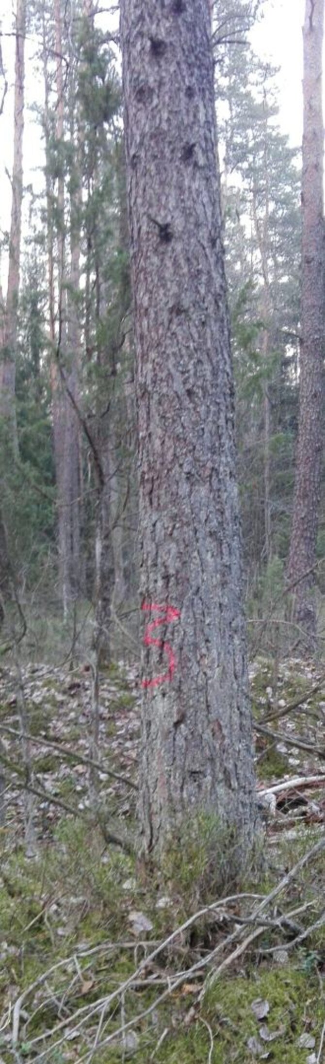 Karačiūnų g. gyventojų nuotr./Pažymėtas medis miške šalia Karačiūnų g.