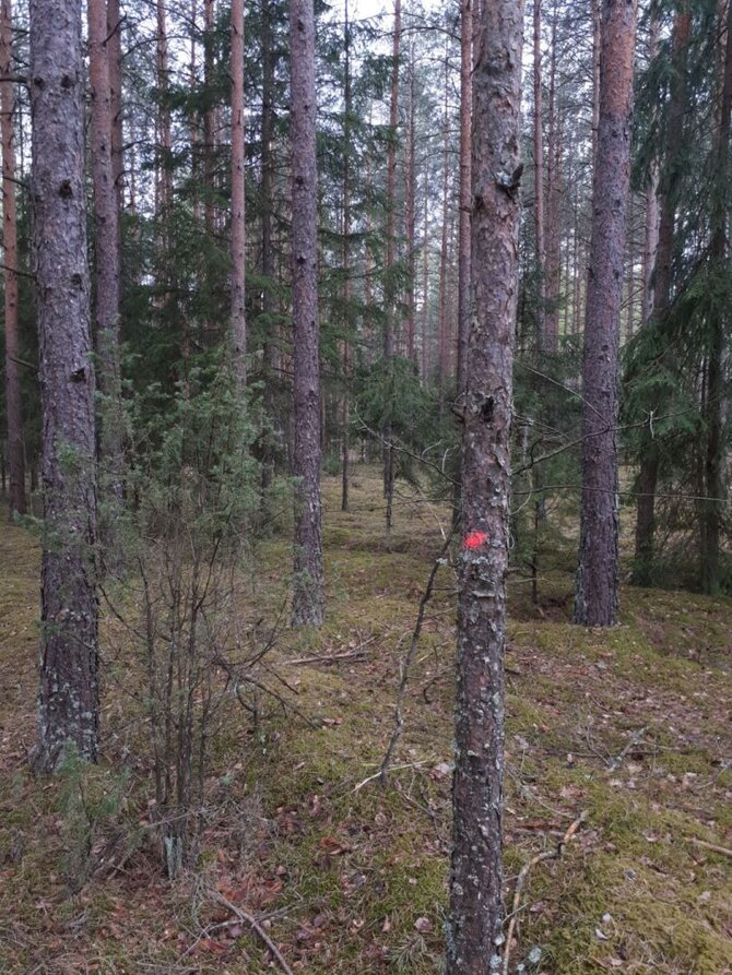 Valstybinių miškų urėdijos nuotr./Pažymėtas medis miške prie Karačiūnų g.