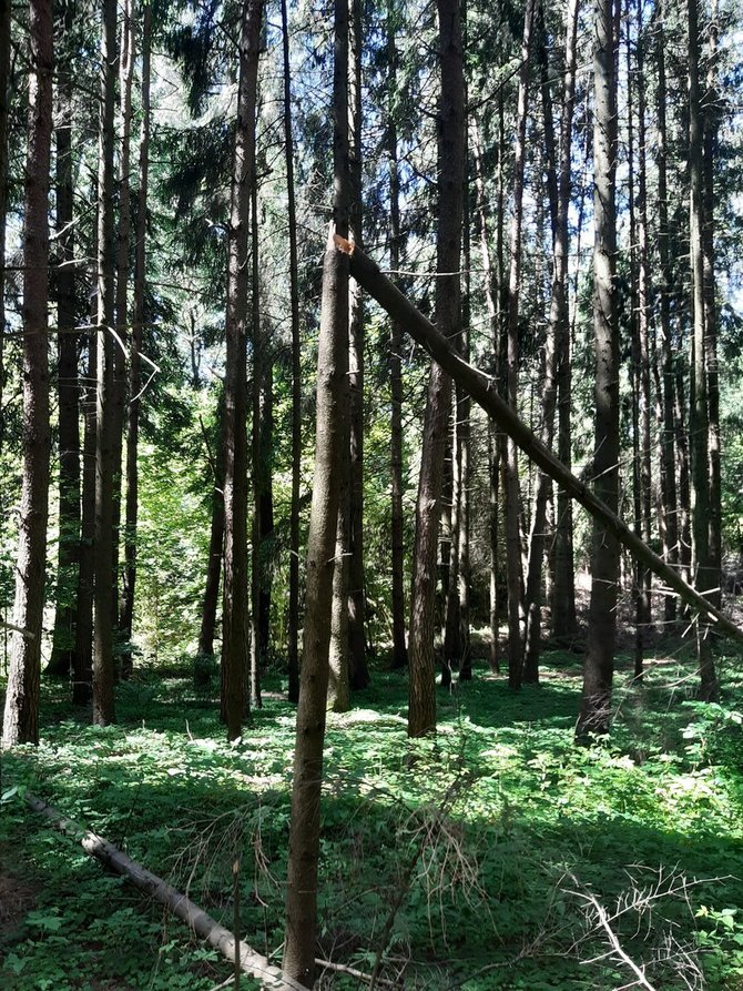 15min skaitytojo Pauliaus nuotr./Miškas šalia Pakonių kaime