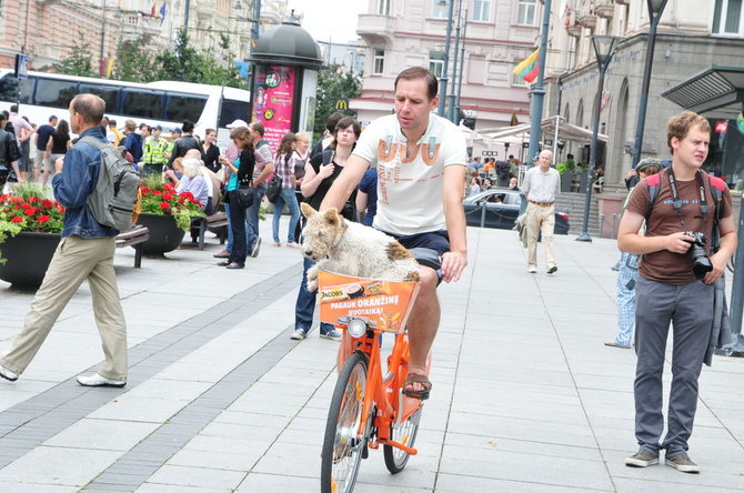 Oranžiniais dviračiais važinėjosi ir dviratininkai, ir net gyvūnai.