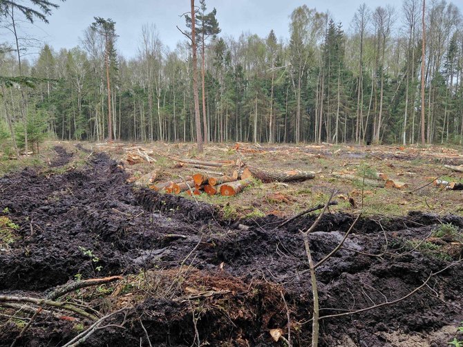 PTPI komandos (Povilo Bagdono) nuotr./Šalia lizdo atliktas kirtimas