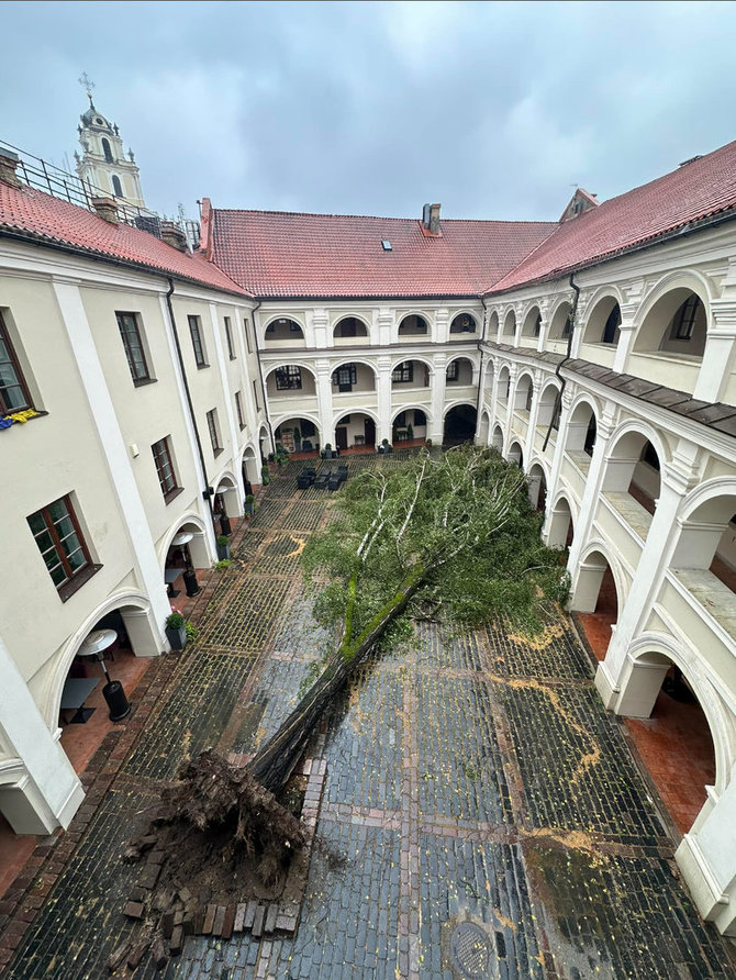 Nuvirtęs beržas Vilniaus universiteto Alumnato kieme