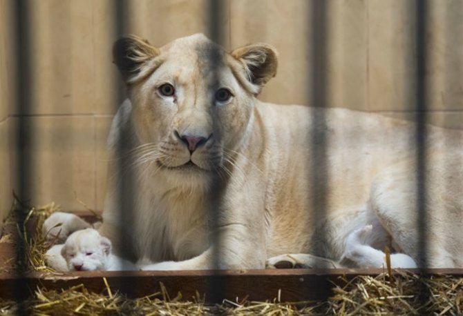 zoosafari.com nuotr./Lenkijos Borysevo zoologijos sode pasaulį išvydo trys baltieji liūtukai.