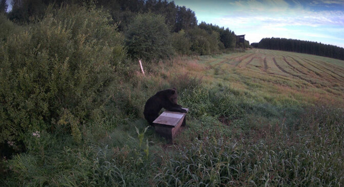 Meskuzemelapis.lt nuotr./Meška Šimonių girioje Kupiškio r.