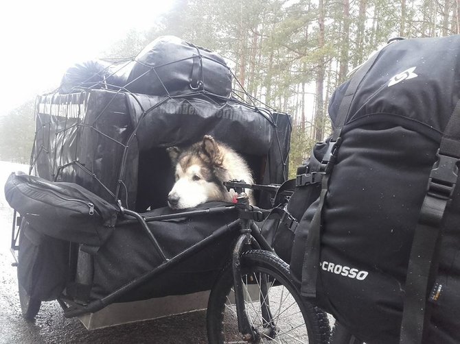 Facebook.com/Iš Lenkijos į Laplandiją keliaujantis Aliaskos  malamutų veislės šuo Kadlookas