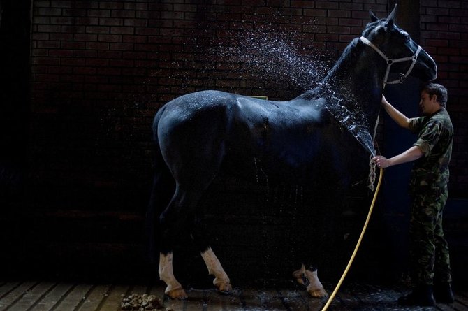 AFP/„Scanpix“ nuotr./Žirgininkas ruošia žirgą karalienės gimtadienio iškilmėms
