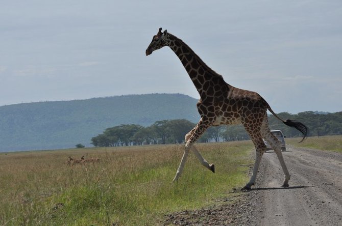 Mykolo Vadišio nuotr./Žirafos bėgdamos spiriasi priekinėmis kojomis