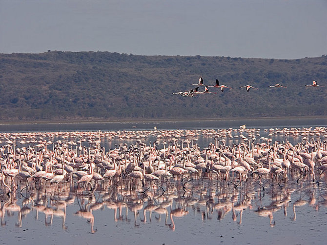 Wikimedia.org/Gamtos išdaigos – rožiniai pasaulio ežerai